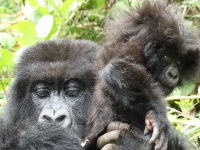 Eastern Gorilla image