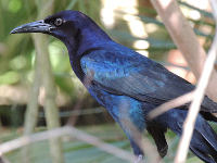 Boat-tailed Grackle image