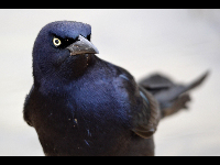 Great-tailed Grackle image