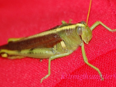 Grasshopper  