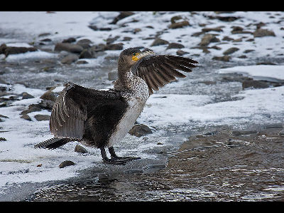 Great Cormorant  