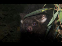 Greater Glider image