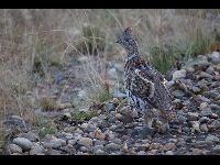 Grouse image