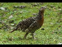 Western Capercaillie image