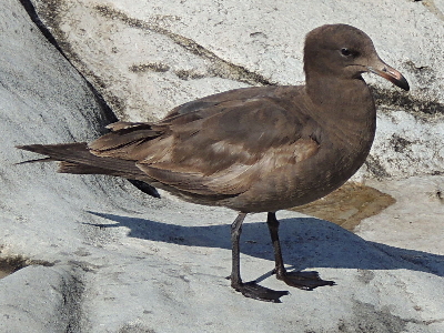 Gull  -  Heermann's Gull