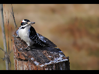 Hairy Woodpecker image