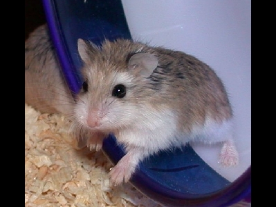 Hamster  -  Roborovski Hamster