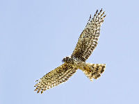 Harrier image
