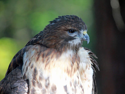 Hawk  -  Broad-winged Hawk