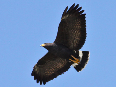 Hawk  -  Common Black Hawk