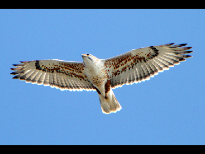 Hawk  -  Ferruginous Hawk
