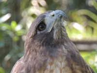 Red-tailed Hawk image