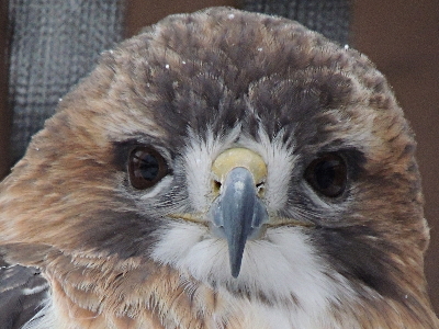 Hawk  -  Red-tailed Hawk