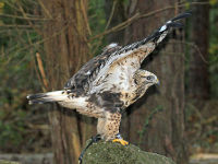 Rough-legged Hawk image