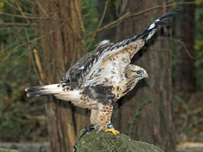 Hawk  -  Rough-legged Hawk