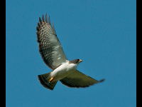 Short-tailed Hawk image