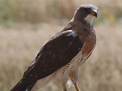 Hawk  -  Swainson's Hawk