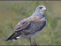 White-tailed Hawk image