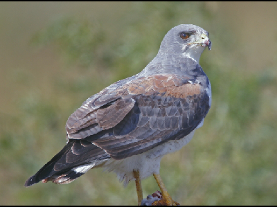 Hawk  -  White-tailed Hawk