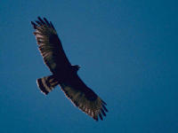 Zone-tailed Hawk image