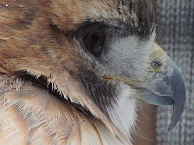 Hawk  