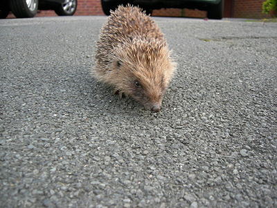 Hedgehog  -  European Hedgehog
