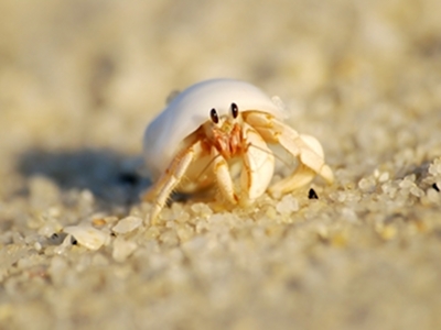 Hermit Crab  