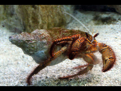 Hermit Crab  