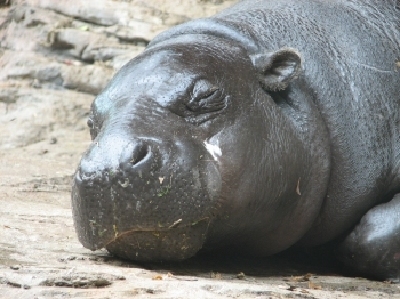 Hippopotamus  -  Pygmy Hippo