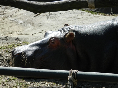 Hippopotamus  