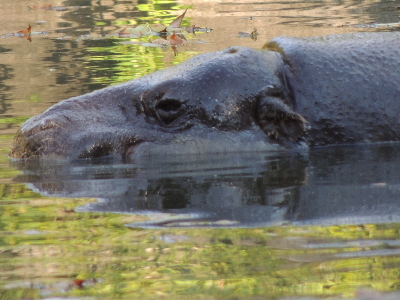 Hippopotamus  