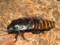 Hissing Cockroach image