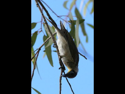 Honeyeater  -  Little Friarbird