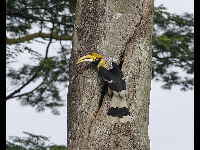 Great Indian Hornbill image