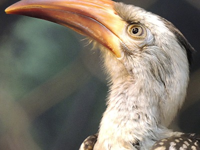 Hornbill  -  Red-billed Hornbill