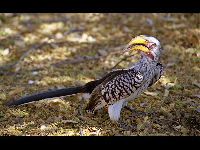 Southern Yellow-Billed Hornbill image