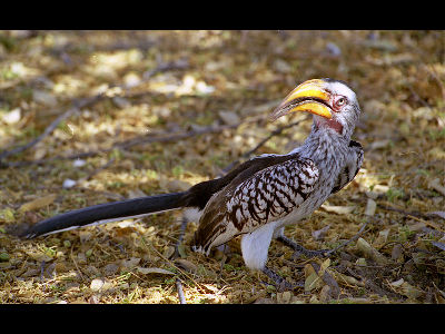 Hornbill  -  Southern Yellow-Billed Hornbill