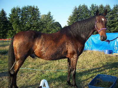 Horse  -  American Saddlebred