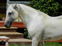 Andalusian image