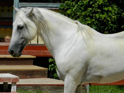 Horse  -  Andalusian