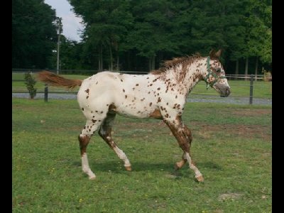 Horse  -  Appaloosa