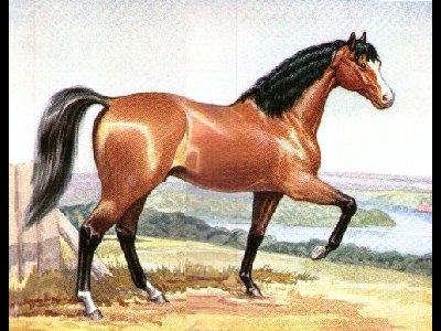 Horse  -  Arabian