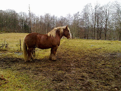 Horse  -  Ardennes