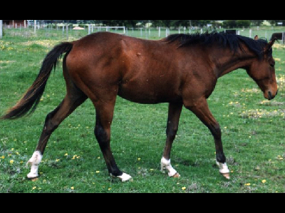 Horse  -  Australian Stock Horse