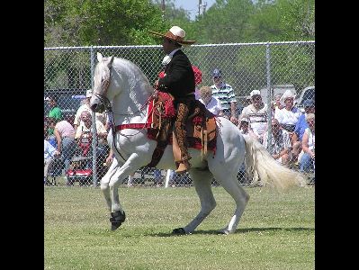 Horse  -  Azteca