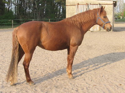 Horse  -  Barb