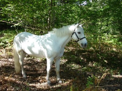 Horse  -  Camargue