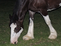 Clydesdale image