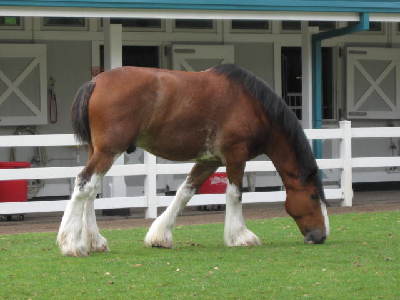 Horse  -  Clydesdale