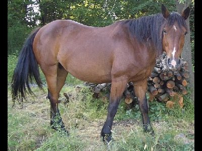 Horse  -  Criollo